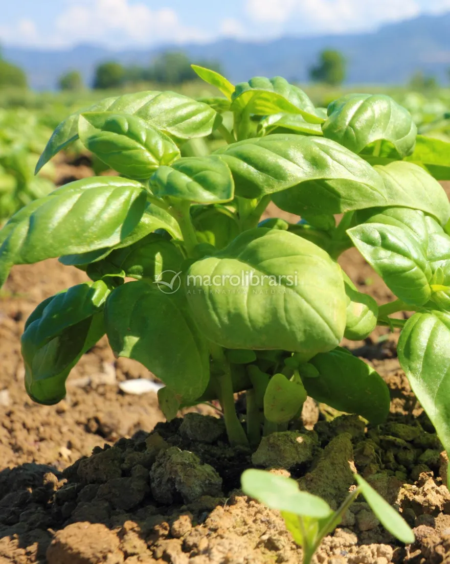 Semi di Basilico Aromatico della Riviera Ligure Bio