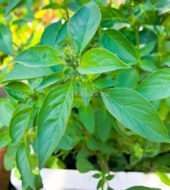 Semi di Basilico Limone
