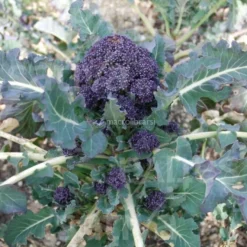 Semi di Broccolo da Ricacci Bio