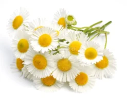 Semi di Camomilla Matricaria Bio