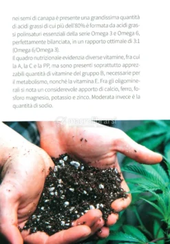 Semi di Canapa