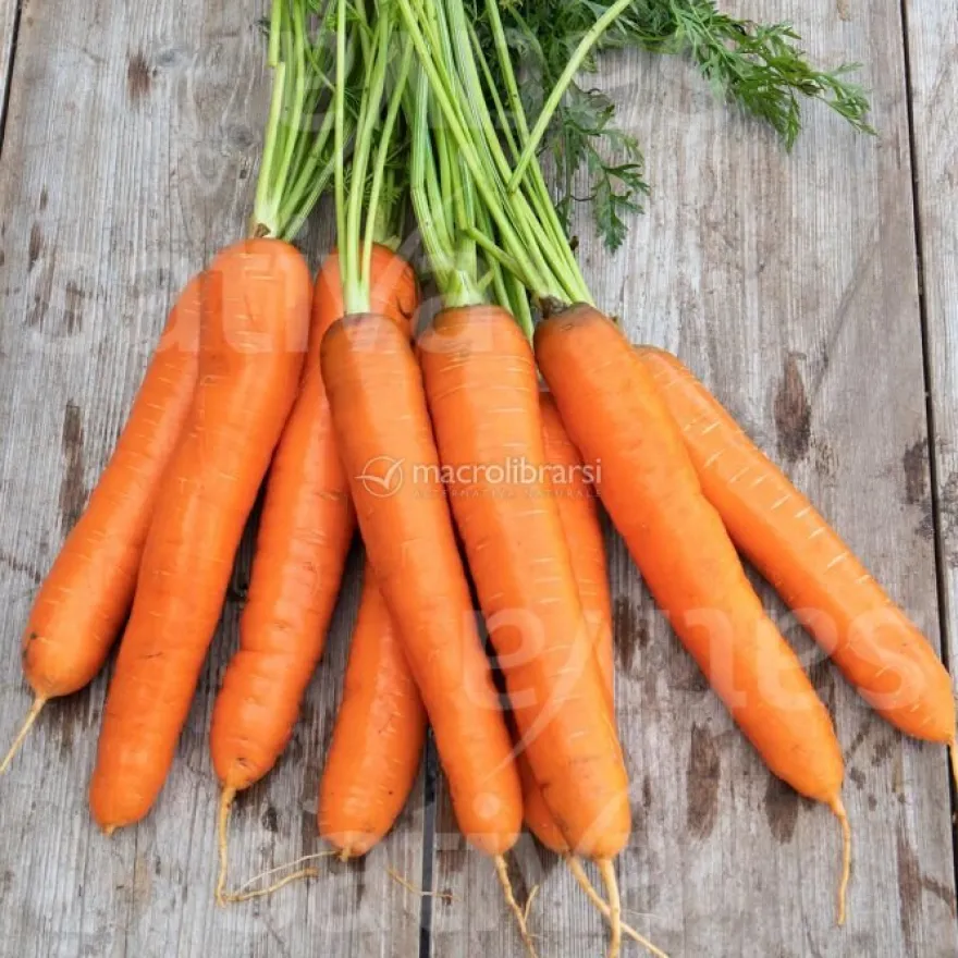 Semi di Carota Bio - Selezione Berlicum