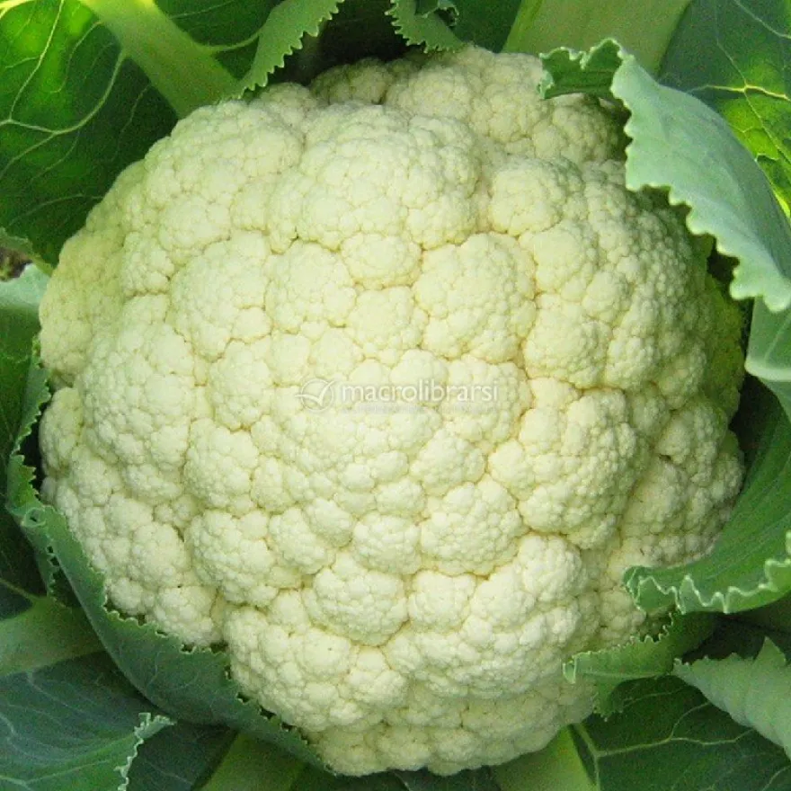 Semi di Cavolfiore "Goodman"