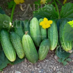 Semi di Cetriolo Vorgebirgstrauben - 25 Semi