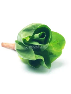 Semi di Cicoria Grumolo Verde Bio