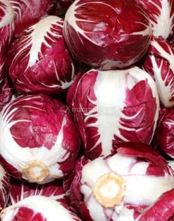 Semi di Cicoria Rossa di Verona a Palla Bio