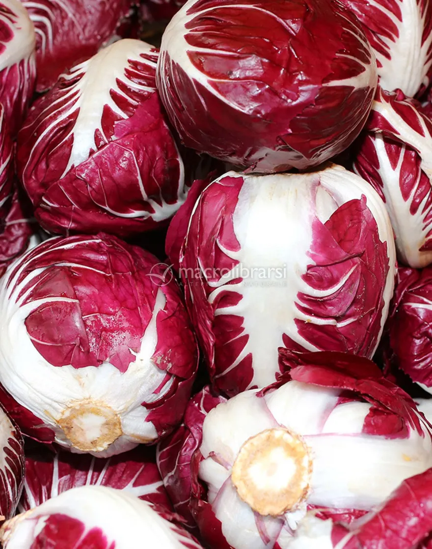 Semi di Cicoria Rossa di Verona a Palla Bio