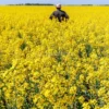 Semi di Colza Akela Bio