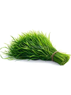 Semi di Erba Cipollina Bio - 50g