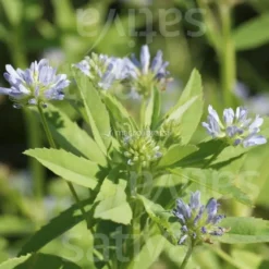 Semi di Erbe Aromatiche Bio - Trigonella Blu