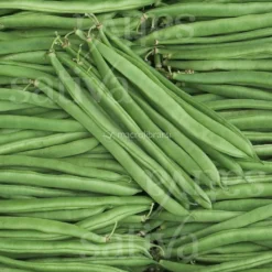 Semi di Fagiolino Nano Marona