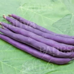 Semi di Fagiolino Nano Purple Teepee
