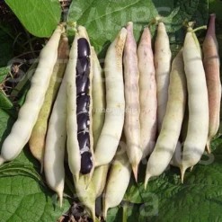 Semi di Fagiolo Nano da Sgranare Bio
