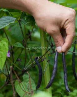 Semi di Fagiolo Purple Queen Bio