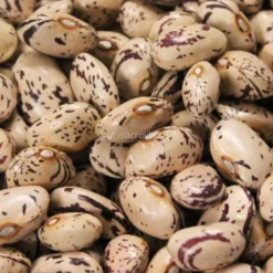 Semi di Fagiolo Rampicante Borlotto Lamon