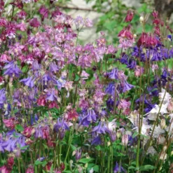 Semi di Fiore Perenne Aquilegia