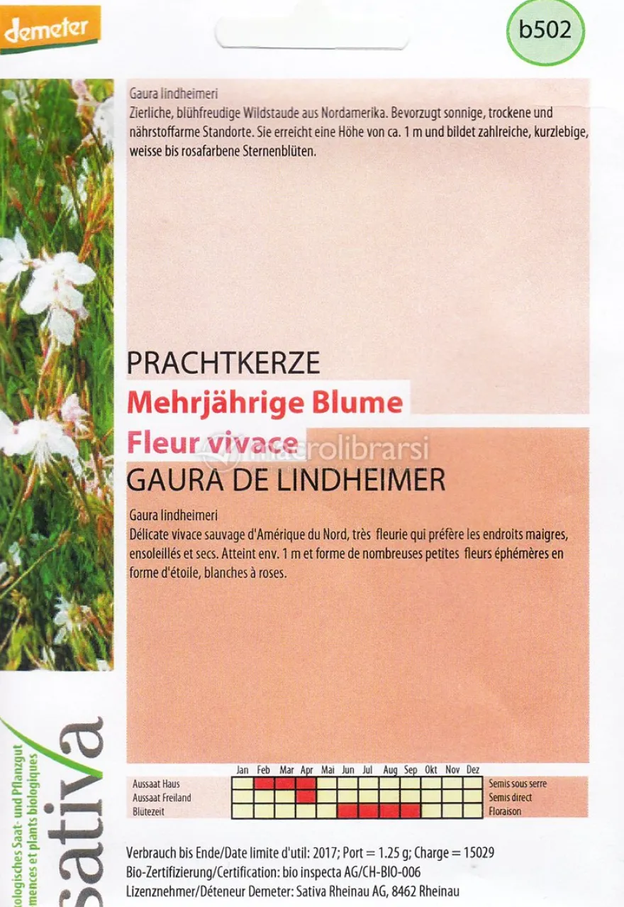 Semi di Fiore Perenne Gaura Lindheimeri