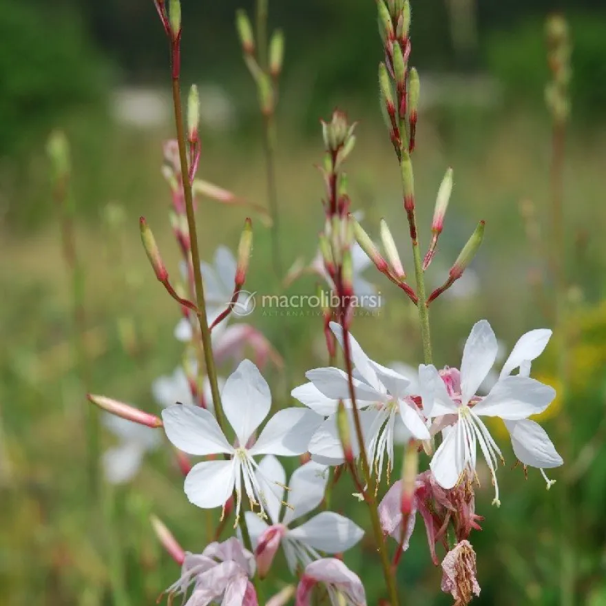 Semi di Fiore Perenne Gaura Lindheimeri