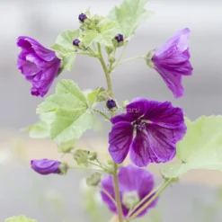 Semi di Fiore Perenne Malva