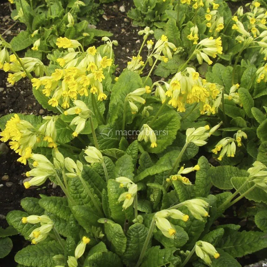 Semi di Fiore Perenne Primula Odorosa