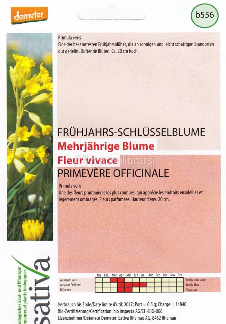 Semi di Fiore Perenne Primula Odorosa