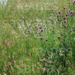Semi di Fiori Selvatici Bio - Erba Fiorita