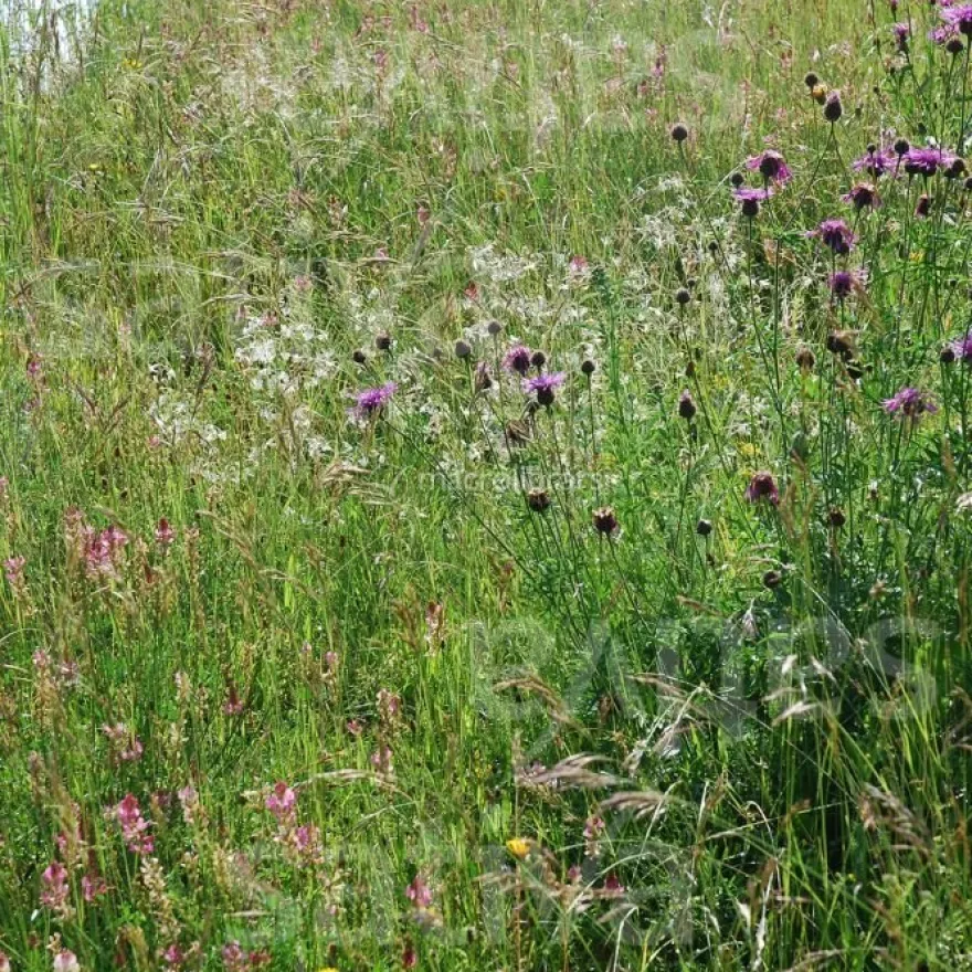 Semi di Fiori Selvatici Bio - Erba Fiorita