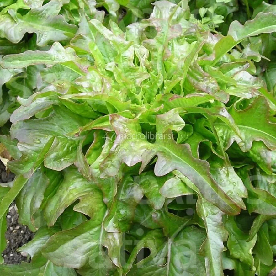 Semi di Foglia di Quercia Verde Bio - Cocarde