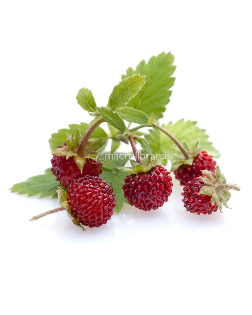 Semi di Fragola di Bosco