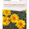 Semi di Geum Chiloense Goldball - Fiore Perenne
