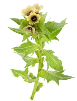 Semi di Giusquiamo Nero Bio