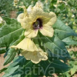 Semi di Giusquiamo Nero Bio