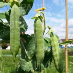 Semi di Gloriosa (Pisello Nano Rugoso)