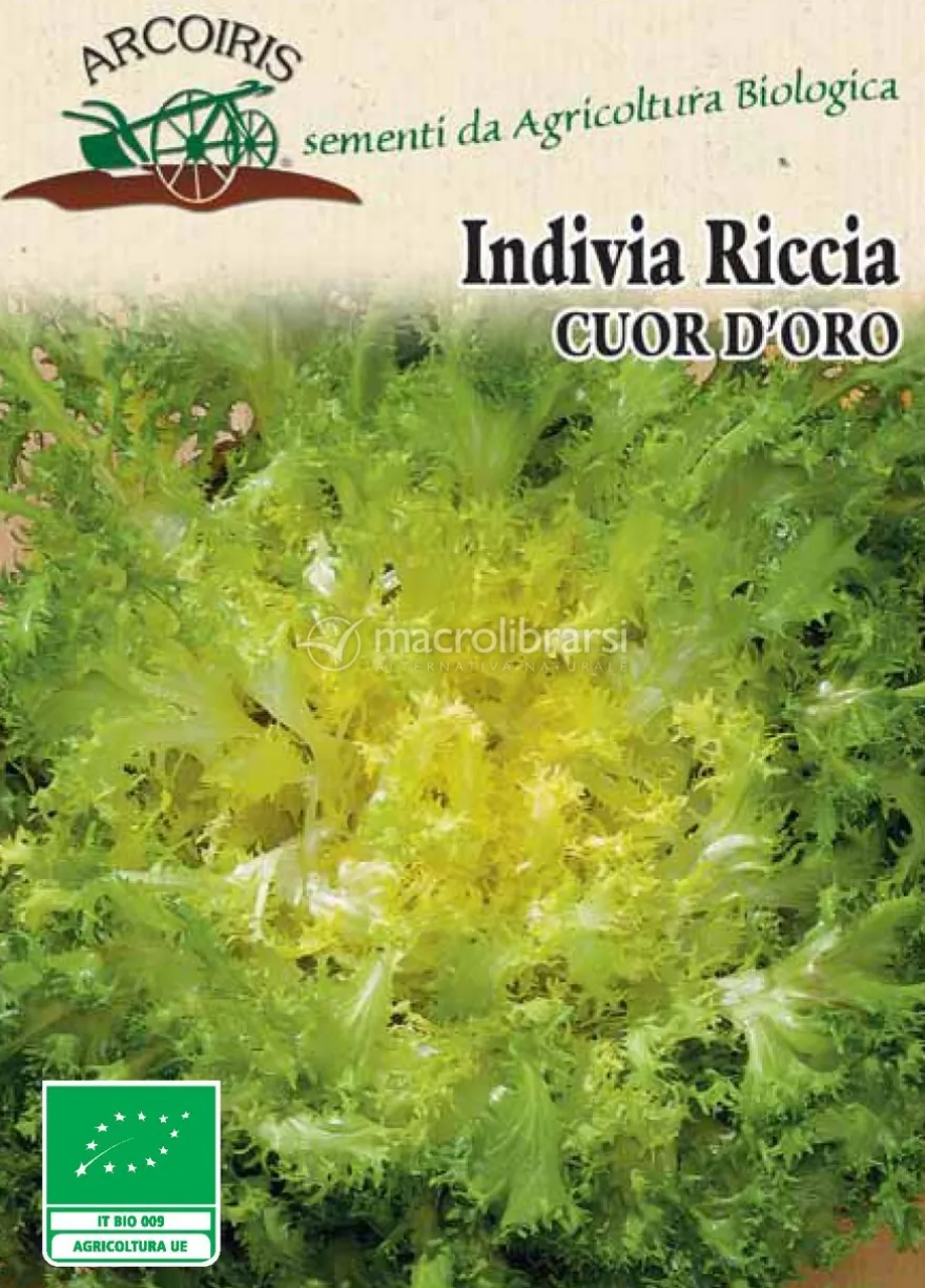 Semi di Indivia Riccia Cuor d'Oro - 5 gr - BU039