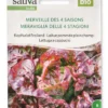 Semi di Lattuga a Cappucio - Meraviglia delle 4 Stagioni