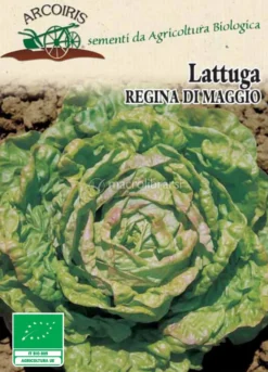 Semi di Lattuga Regina di Maggio Bio - 5 g