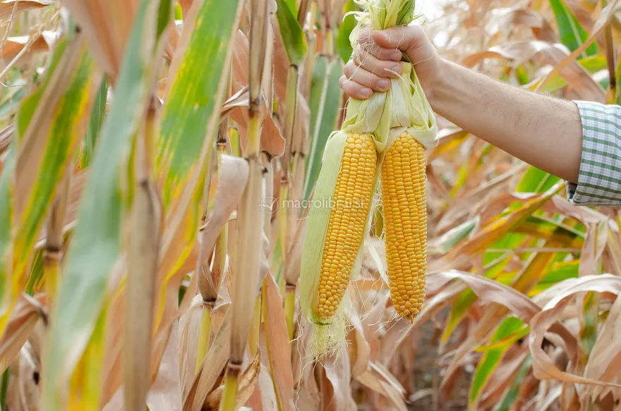 Semi di Mais Popcorn