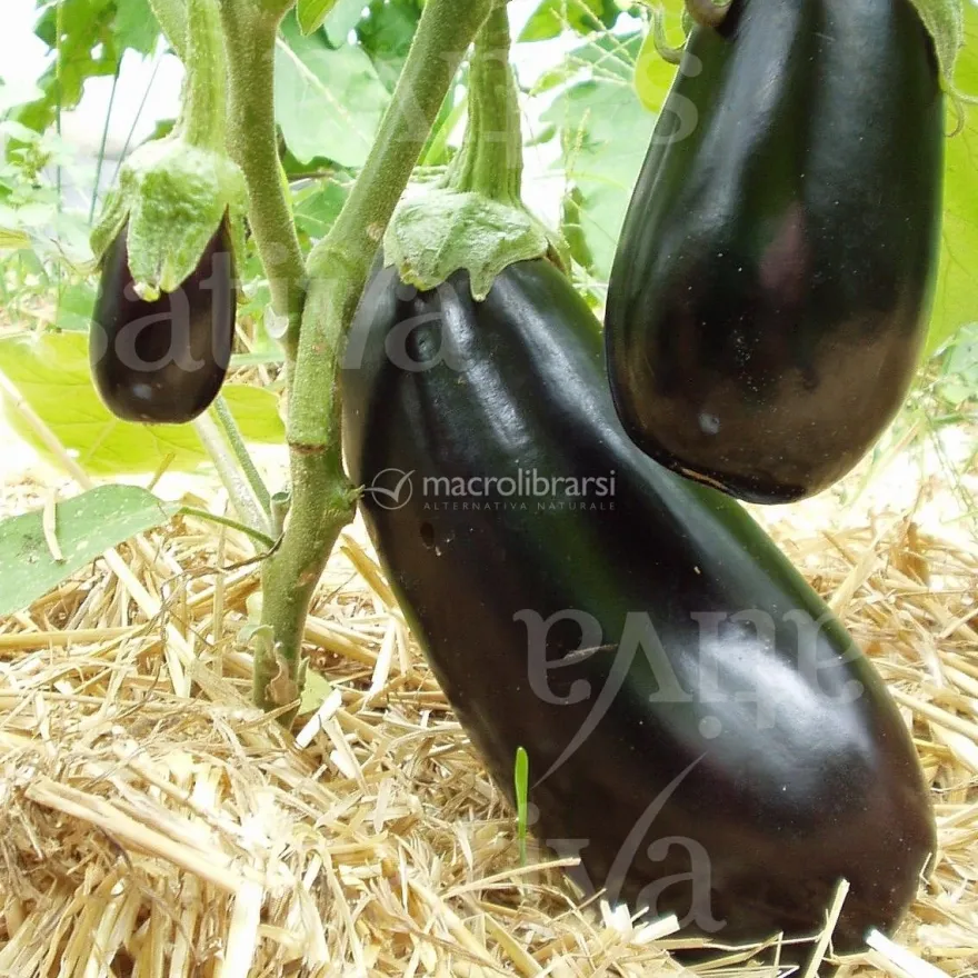 Semi di Melanzana Violetta Sel. Sativa