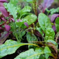 Semi di Miscela da Taglio Rainbow Smoothie