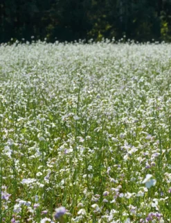 Semi di Miscela Nove Bio