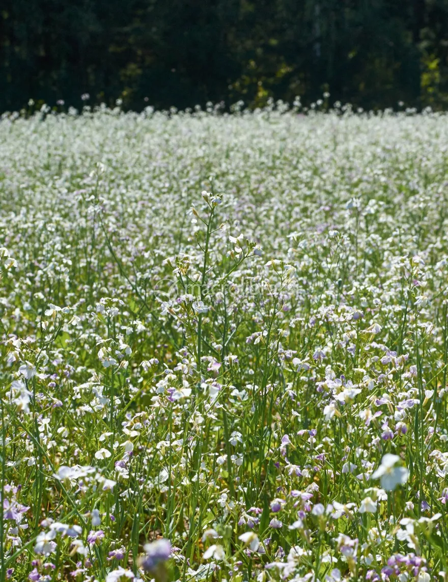 Semi di Miscela Nove Bio
