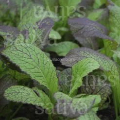Semi d'Insalata Asiatica Red Giant