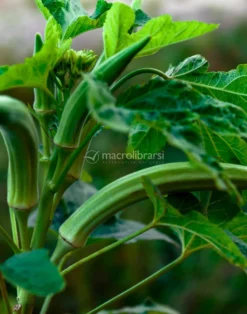 Semi di Okra Spinelles Bio