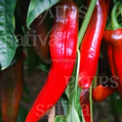 Semi di Peperone Corno di Bue Rosso