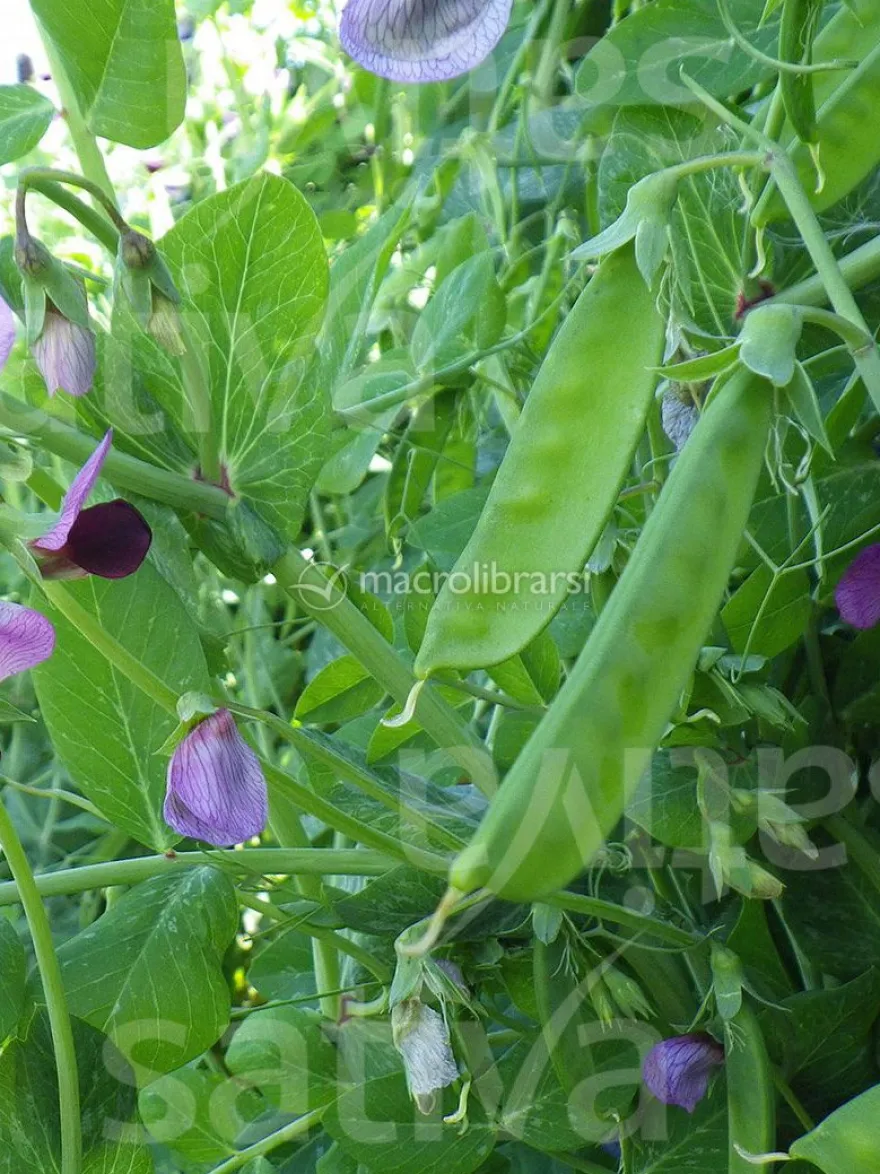 Semi di Pisello Mangiatutto Bio - De Weggis