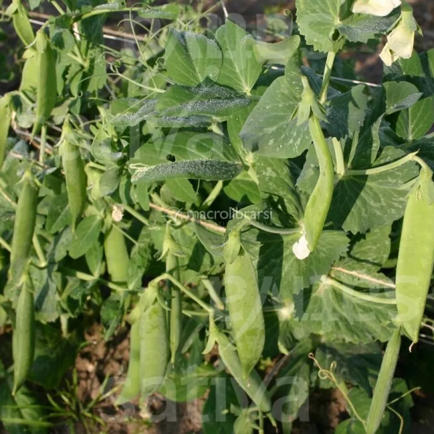 Semi di Pisello Nano Rugoso Bio - Meraviglia di Kelvedon
