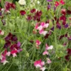 Semi di Pisello Odoroso - Fiore annuale