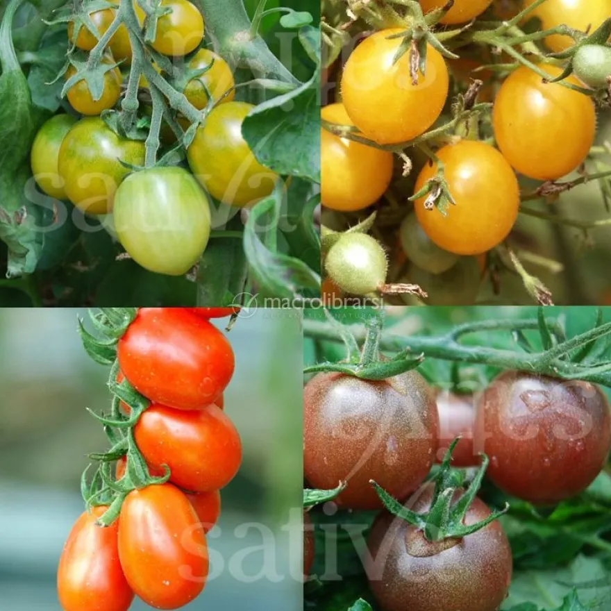 Semi di Pomodori Cherry (Miscela)