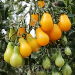 Semi di Pomodoro Ciliegia Bio - Giallo a Forma di Pera