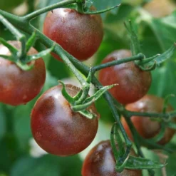 Semi di Pomodoro Ciliegino